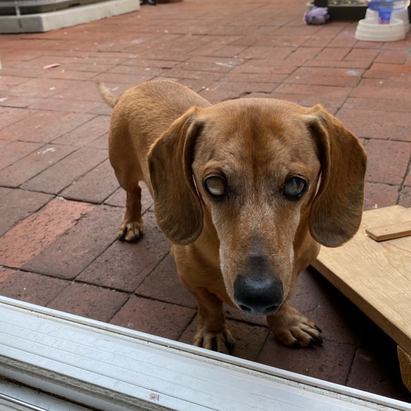 This is a Prada denim tote bag. No rips or tears, just minor wear from use. - Picture 9 of 9